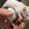 ファンシーラットの里親さん募集 サムネイル3