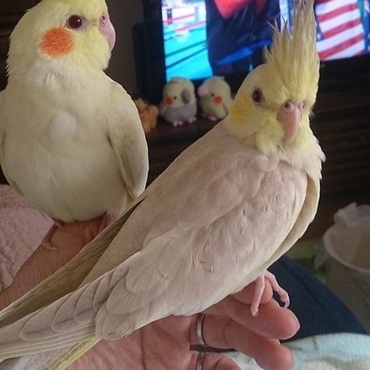 オカメインコ ファロー