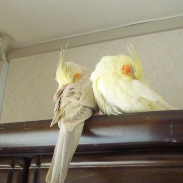 オカメインコ ファロー お昼寝