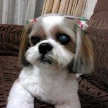 シーズー ナナ