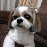 シーズー ナナ