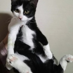 2月17日(土)に愛知県豊川市で猫の譲渡会！ サムネイル2