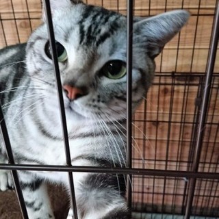 アメリカンショートヘアの琥珀くん