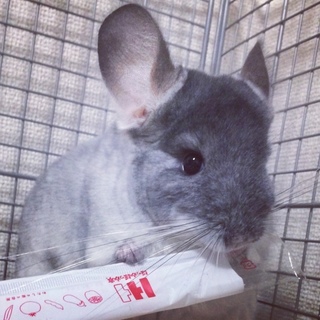 可愛がってくれる里親募集中