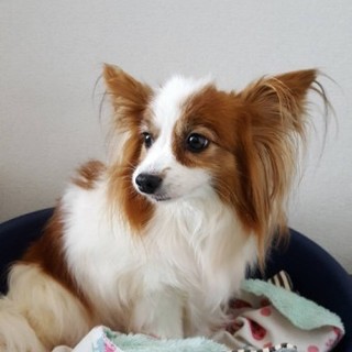 パピヨンのマコちゃん