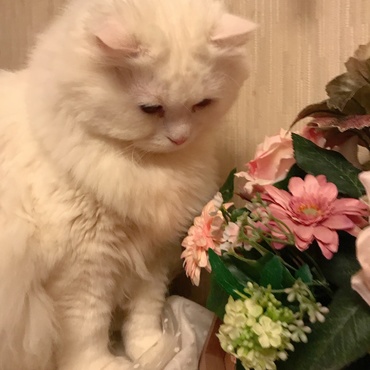にゃんだろう？
