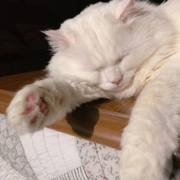 ひなたぼっこ