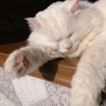 ひなたぼっこ