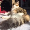 ☆キジシロ長毛ふわふわのドモくん♂☆