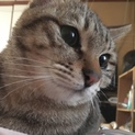 里親様募集をします!