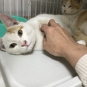 べったり茶白のバニラ君