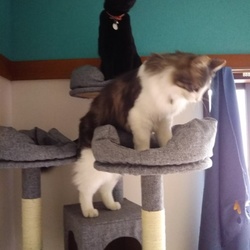 「キャットタワー来ました(^^)」サムネイル2