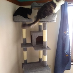 「キャットタワー来ました(^^)」サムネイル3