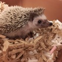 可愛いハリネズミ1歳