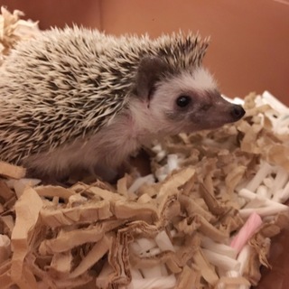 可愛いハリネズミ1歳