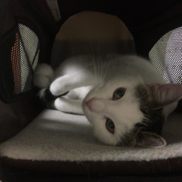 かんぺいの写真