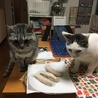 の写真