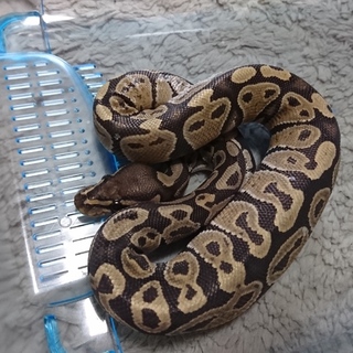 ボールパイソン ゴースト♂ 応募多数により一時停止