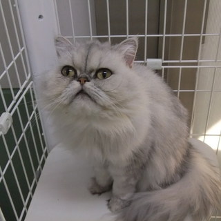 譲渡が決まりました。ありがとうございました。