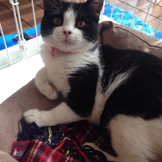 超甘々！人懐っこいハチワレ「あさひ」女の子