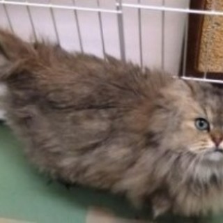 譲渡が決まりました。ありがとうございました。