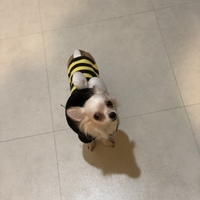 チャッピー