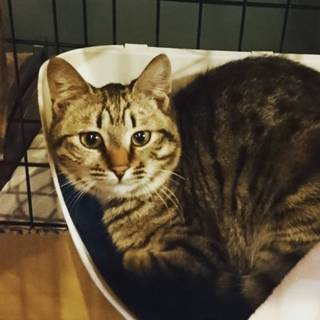 ◎人馴れ修行中!!丸顔キジトラ　明くん