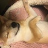 サワダマオ