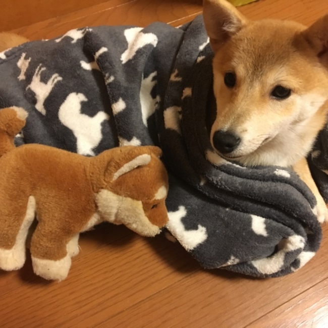 サワダマオのカバー写真