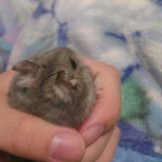 ジャンガリアンサファイアブルーの女の子