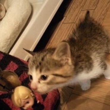 我が家に来た当時。小ちゃくてお世話が大変でした。
