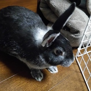 生後３ヶ月 黒ウサギ里親さん募集！