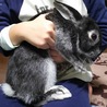 生後３ヶ月 黒ウサギ里親さん募集！ サムネイル2