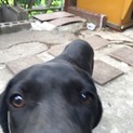 お願いします！