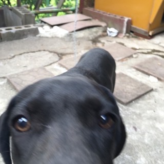 お願いします！