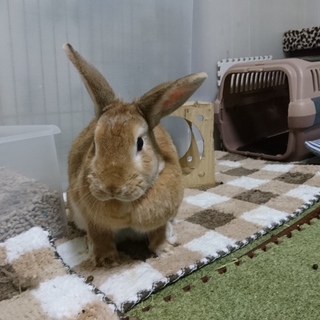 保護うさぎ/31番 ミーちゃん