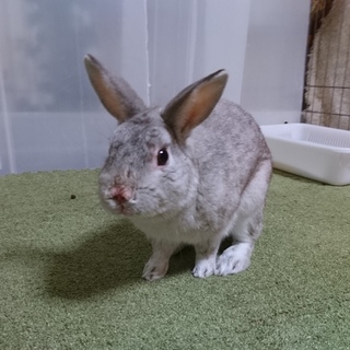 保護うさぎ/97フラットくん