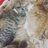 レンにゃんこ