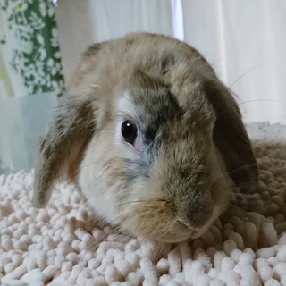 保護うさぎ/108トーヤン