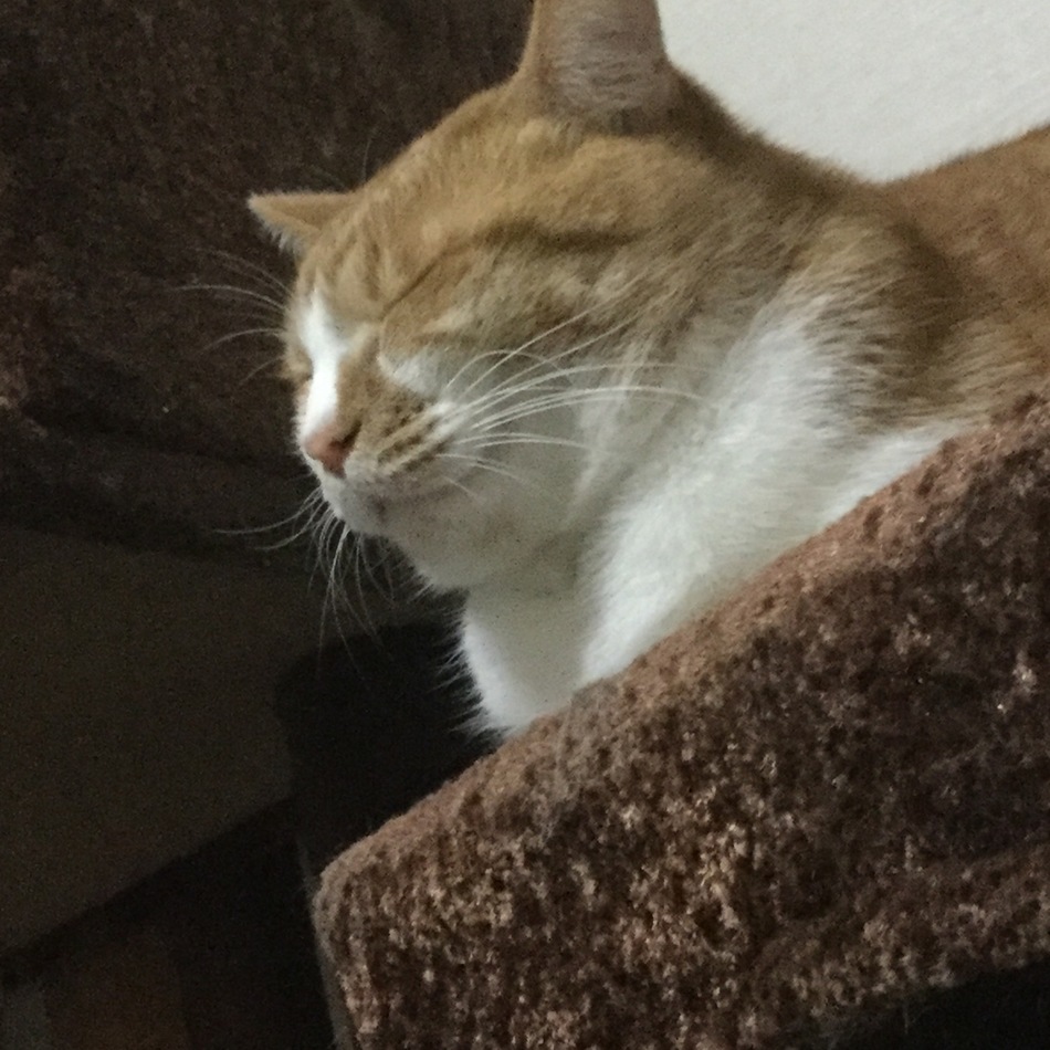 レンのカバー写真