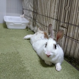 保護うさぎ/こなゆき