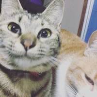 チコ