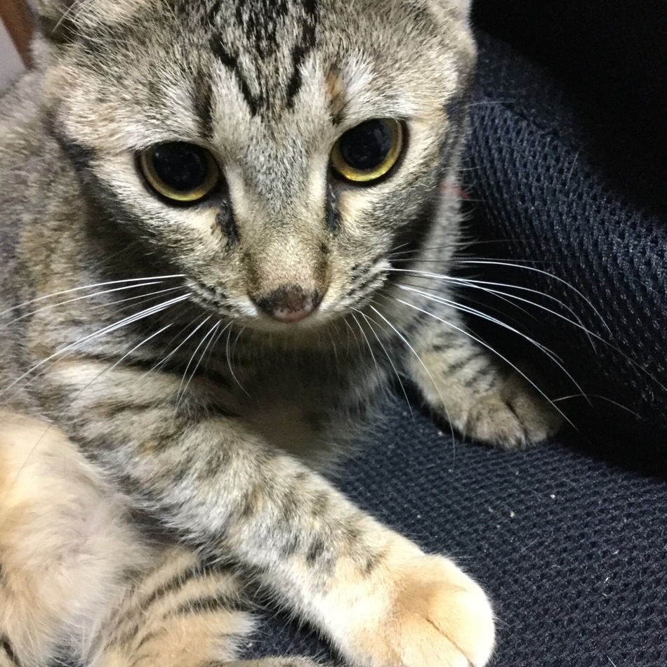 チコのカバー写真