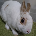 保護うさぎ/155イッコちゃん