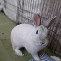 保護うさぎ/162センくん