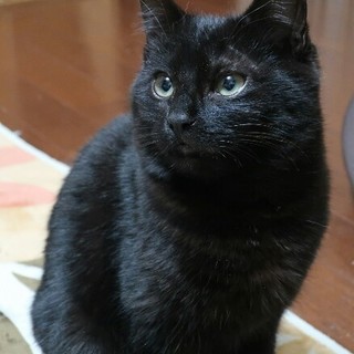 ツヤツヤなはっさく君、家族募集中