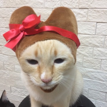 バレンタインから１日遅れでやって来たチョコレートの妖精(いや、妖怪…？)。なぜか珍しく深刻な表情です。もしかしたら皆さんの元にもチョコレート妖精花丸がひょっこりと…！？(笑)