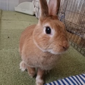 保護うさぎ/158アプリコットちゃん