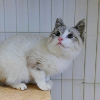 どこからみてもラグドールくん