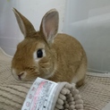 保護うさぎ/161ビスケットくん